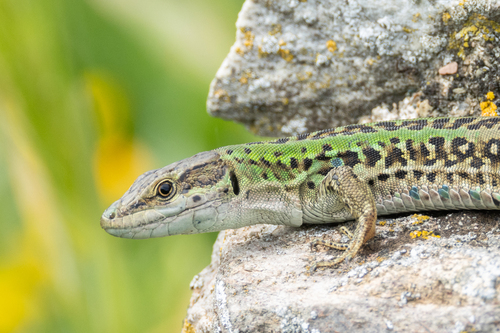 Italian Wall Lizard