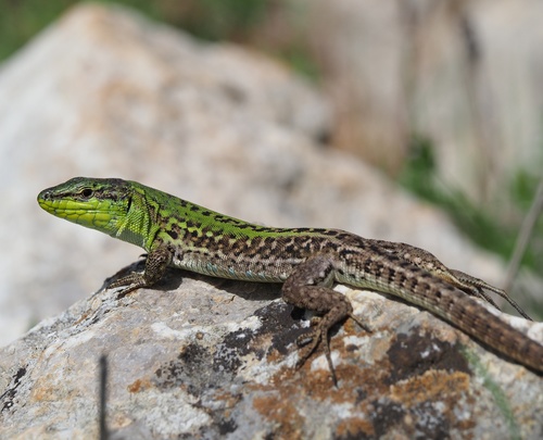 Italian Wall Lizard
