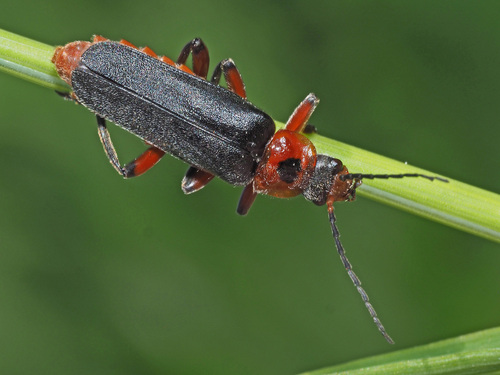Rustic Sailor Beetle