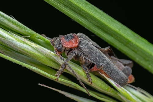 Rustic Sailor Beetle