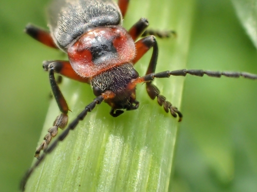 Rustic Sailor Beetle