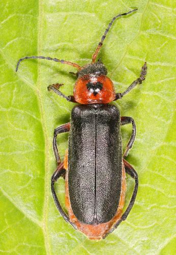 Rustic Sailor Beetle