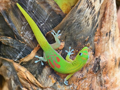 Gold Dust Day Gecko