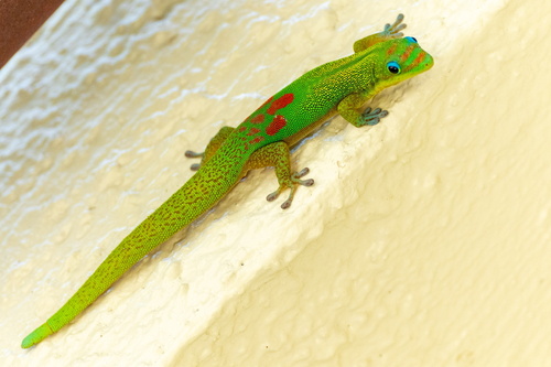 Gold Dust Day Gecko