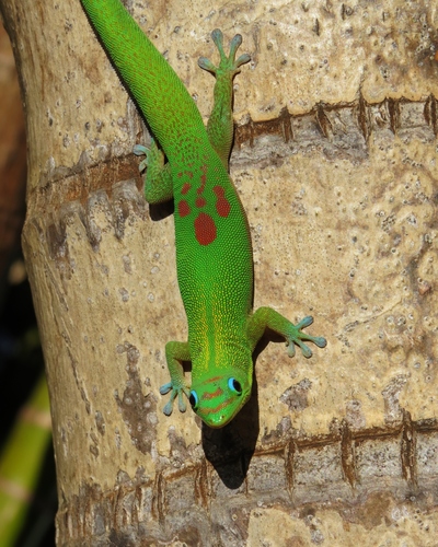 Gold Dust Day Gecko