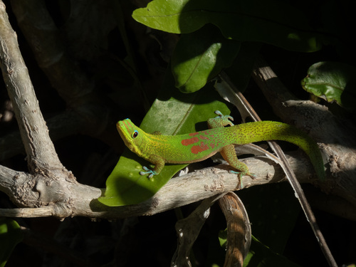 Gold Dust Day Gecko