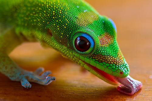 Gold Dust Day Gecko