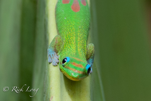 Gold Dust Day Gecko