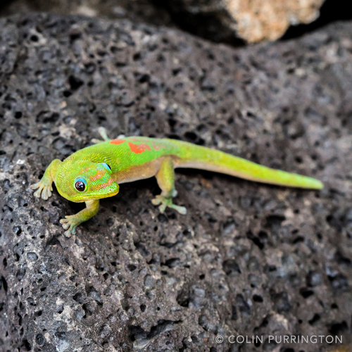 Gold Dust Day Gecko