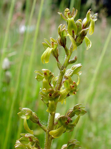 Common Twayblade