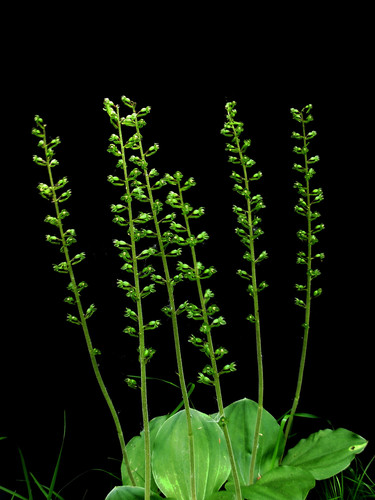 Common Twayblade