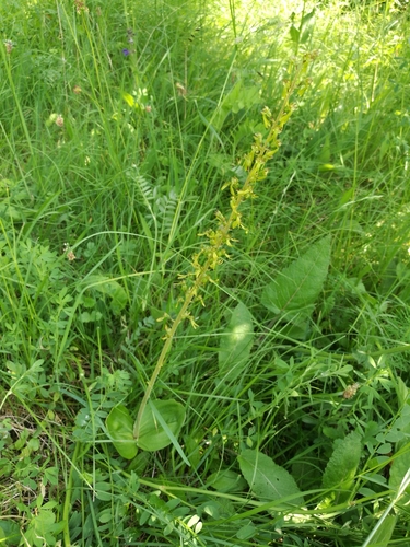 Common Twayblade