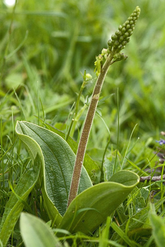 Common Twayblade