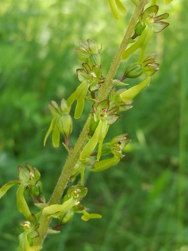 Common Twayblade