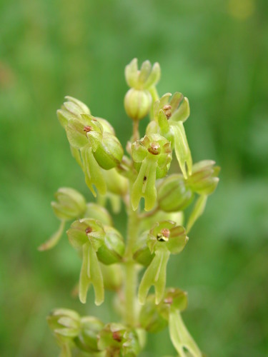 Common Twayblade