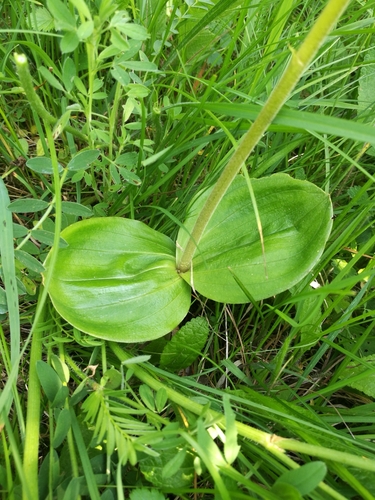 Common Twayblade