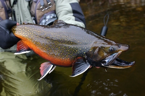 Salmons and Trouts