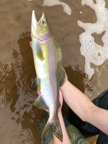 Salmons and Trouts