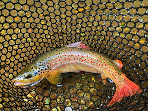 Salmons and Trouts