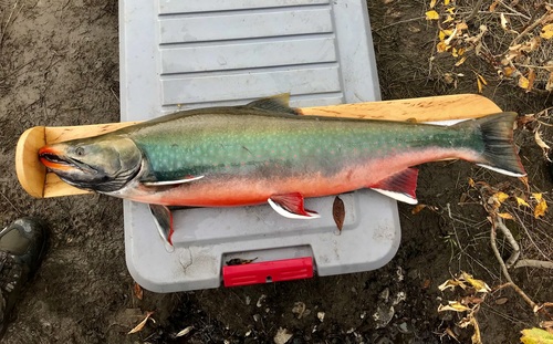 Salmons and Trouts