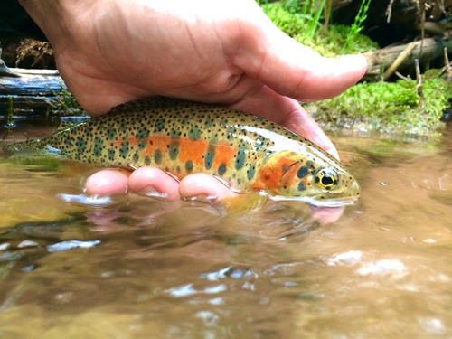 Salmons and Trouts