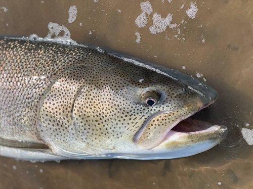 Salmons and Trouts