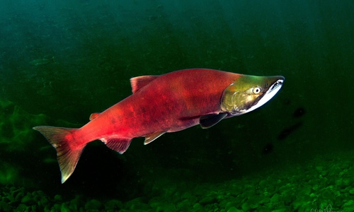 Salmons and Trouts