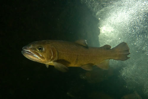 Salmons and Trouts