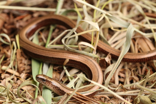 Common Slowworm