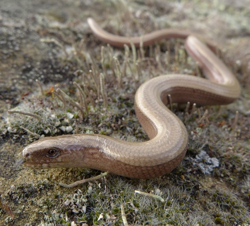 Common Slowworm