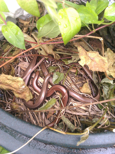 Common Slowworm
