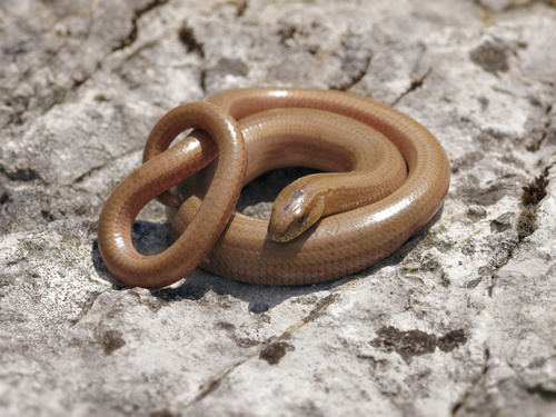 Common Slowworm