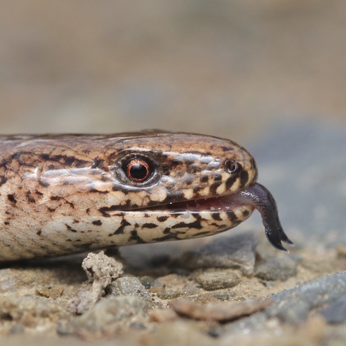 Common Slowworm
