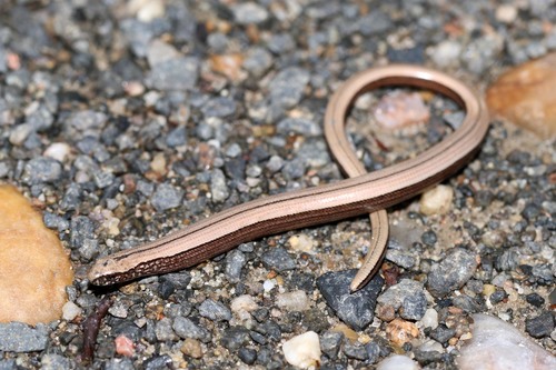 Common Slowworm
