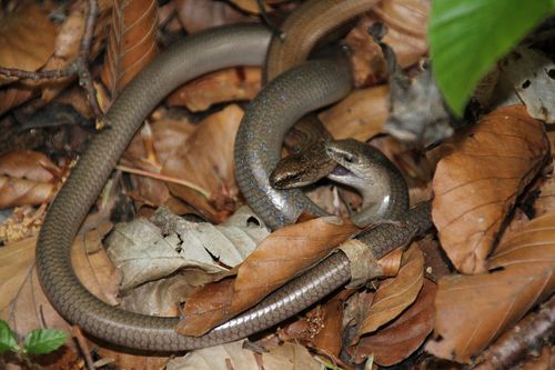 Common Slowworm