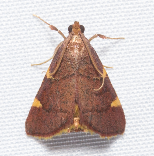 Yellow-fringed Dolichomia Moth