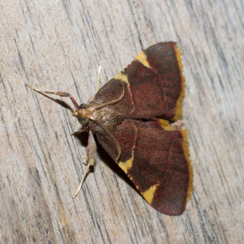 Yellow-fringed Dolichomia Moth