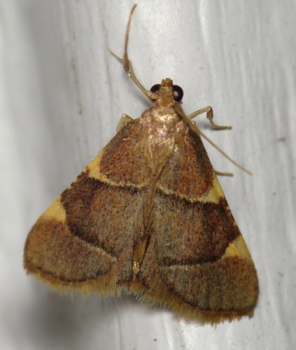 Yellow-fringed Dolichomia Moth