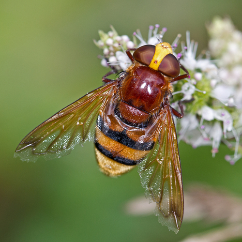 Hornet Mimic Hover Fly