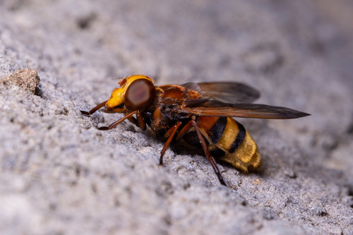 Hornet Mimic Hover Fly
