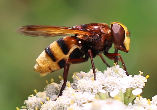 Hornet Mimic Hover Fly