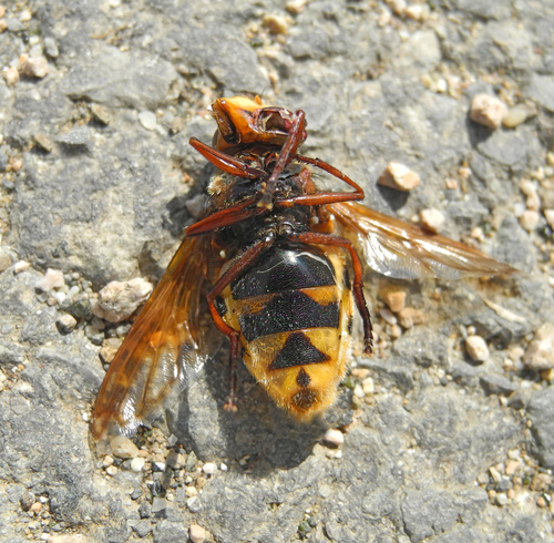 Hornet Mimic Hover Fly