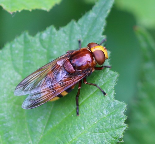 Hornet Mimic Hover Fly