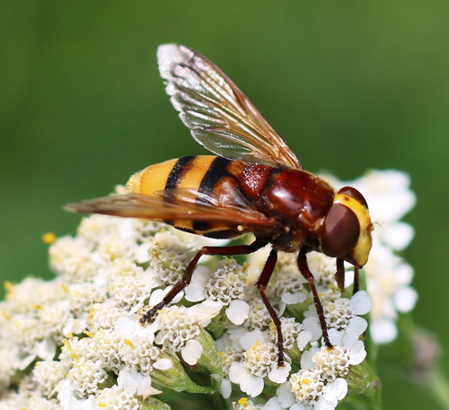 Hornet Mimic Hover Fly