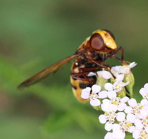 Hornet Mimic Hover Fly