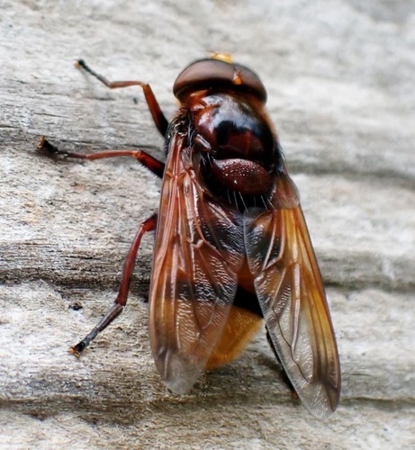 Hornet Mimic Hover Fly