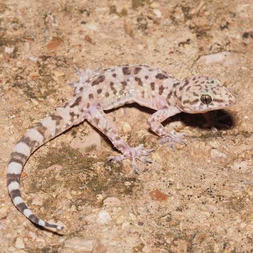 Mediterranean House Gecko