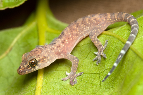 Mediterranean House Gecko