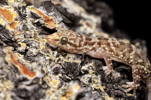 Mediterranean House Gecko