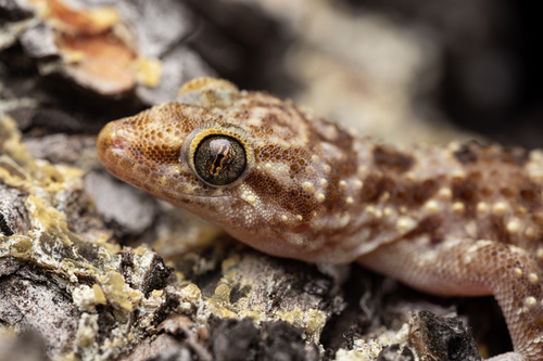 Mediterranean House Gecko